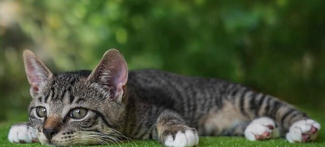 你现在可以创建9种会员网站类型